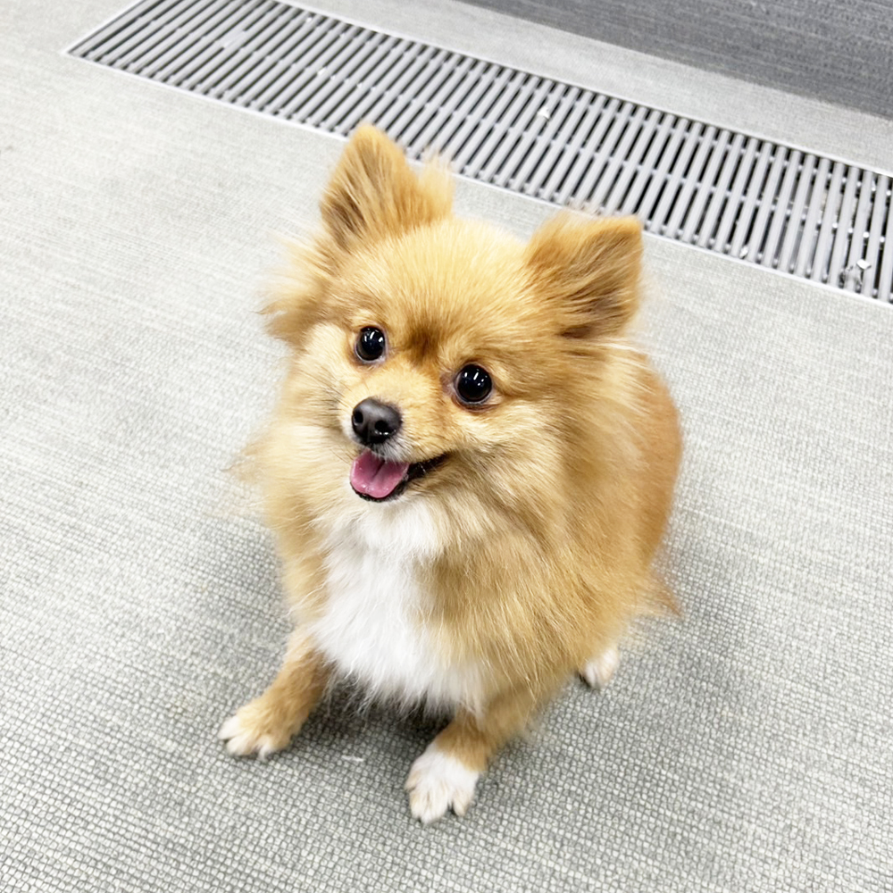 生徒が撮影したモデル犬♪①